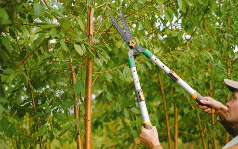 Tree trimming in Bannock, OH