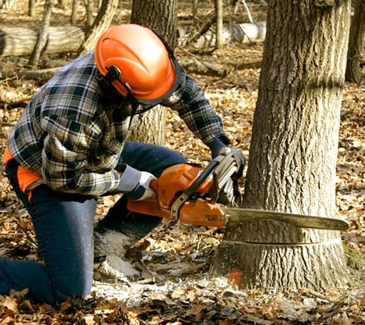 Tree Removal in Bannock, OH